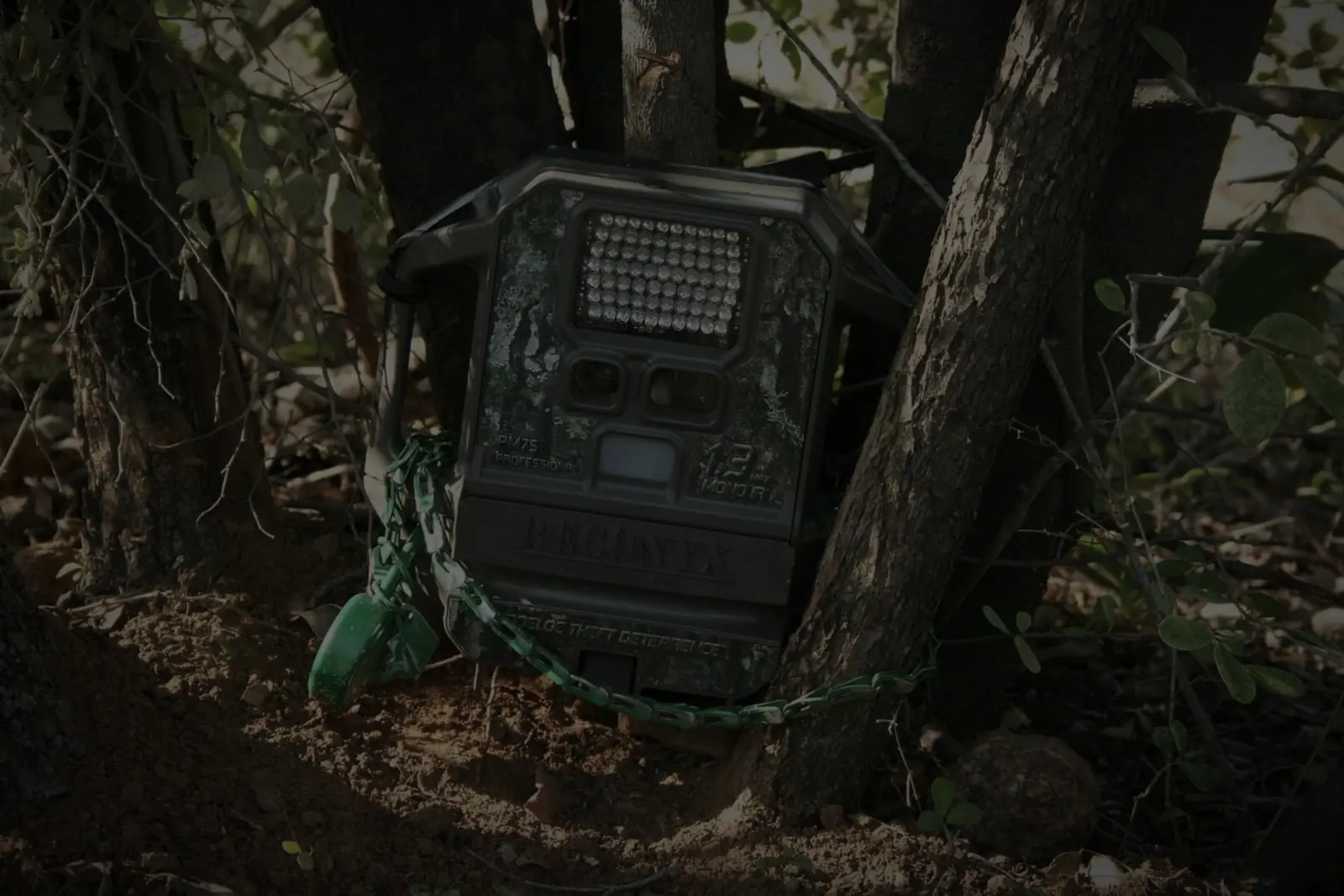 Camera trap chained to a tree. Theft deterrence engaged; subject undeterred