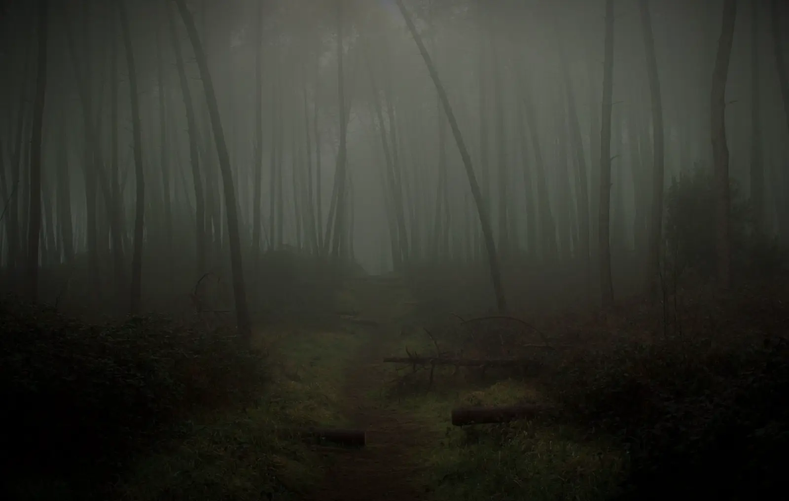 Fog hanging over the central corridor trail at first light, grid B4