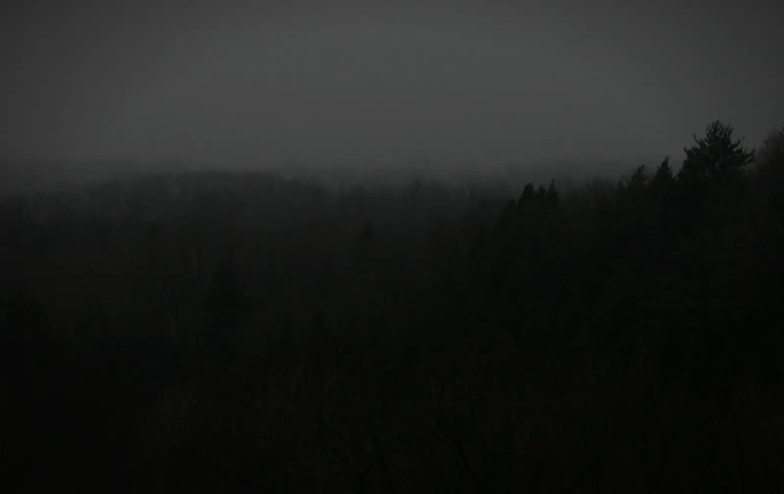 The moraine treeline after sundown, where the screech reports cluster
