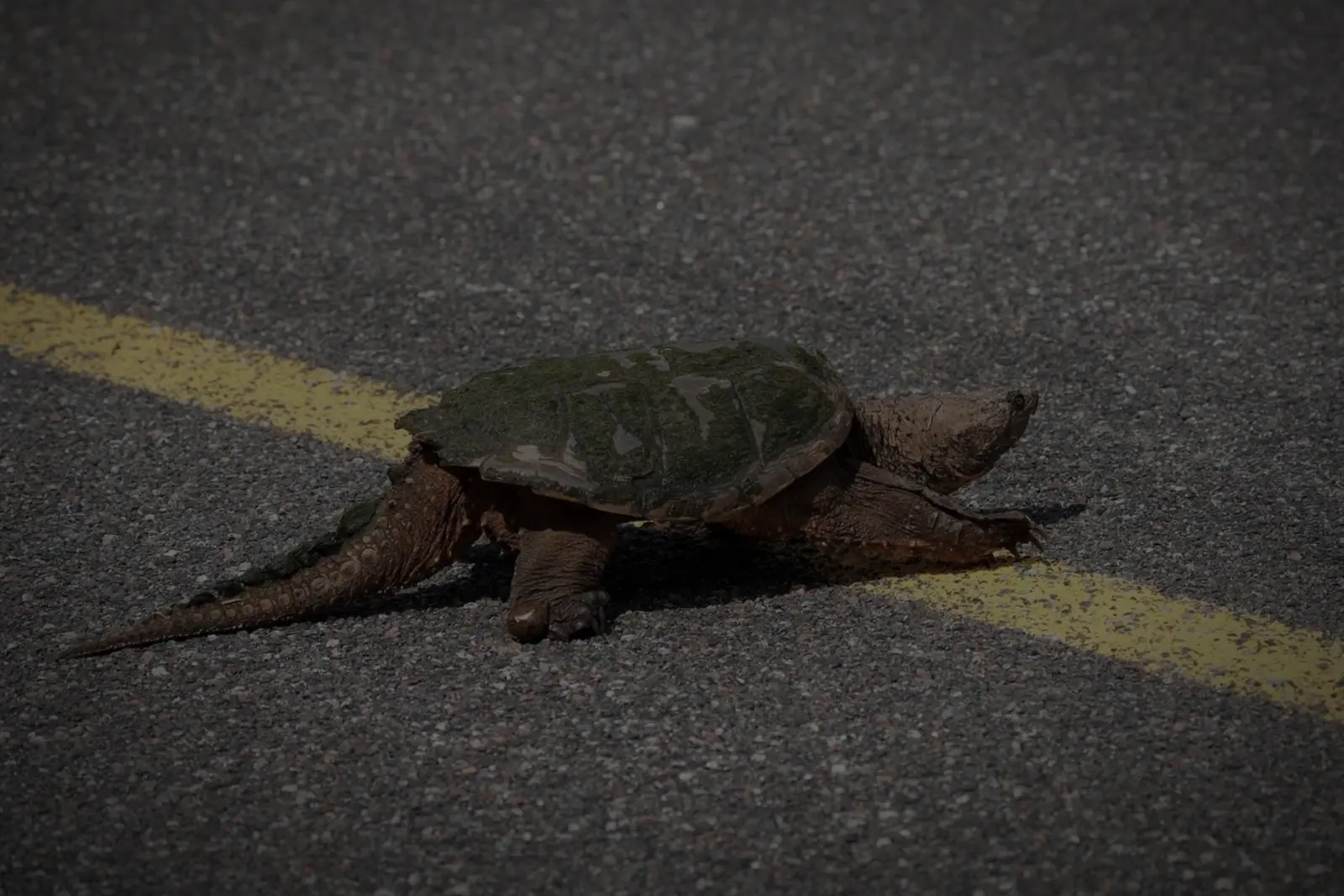 Large snapping turtle crossing the double yellow line, eastbound